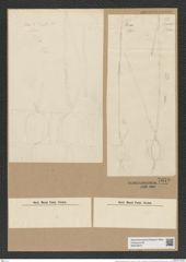 Chaetoceros lorenzianus Grun. (de-Toni-Nr.: Genus 149, Species 4127) Zeichnungen Sammlung Grunow Nr. 7679 (NHMW-BOT-W0376875)
